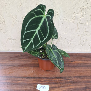 #73 Anthurium Crystallinum x Forgetii