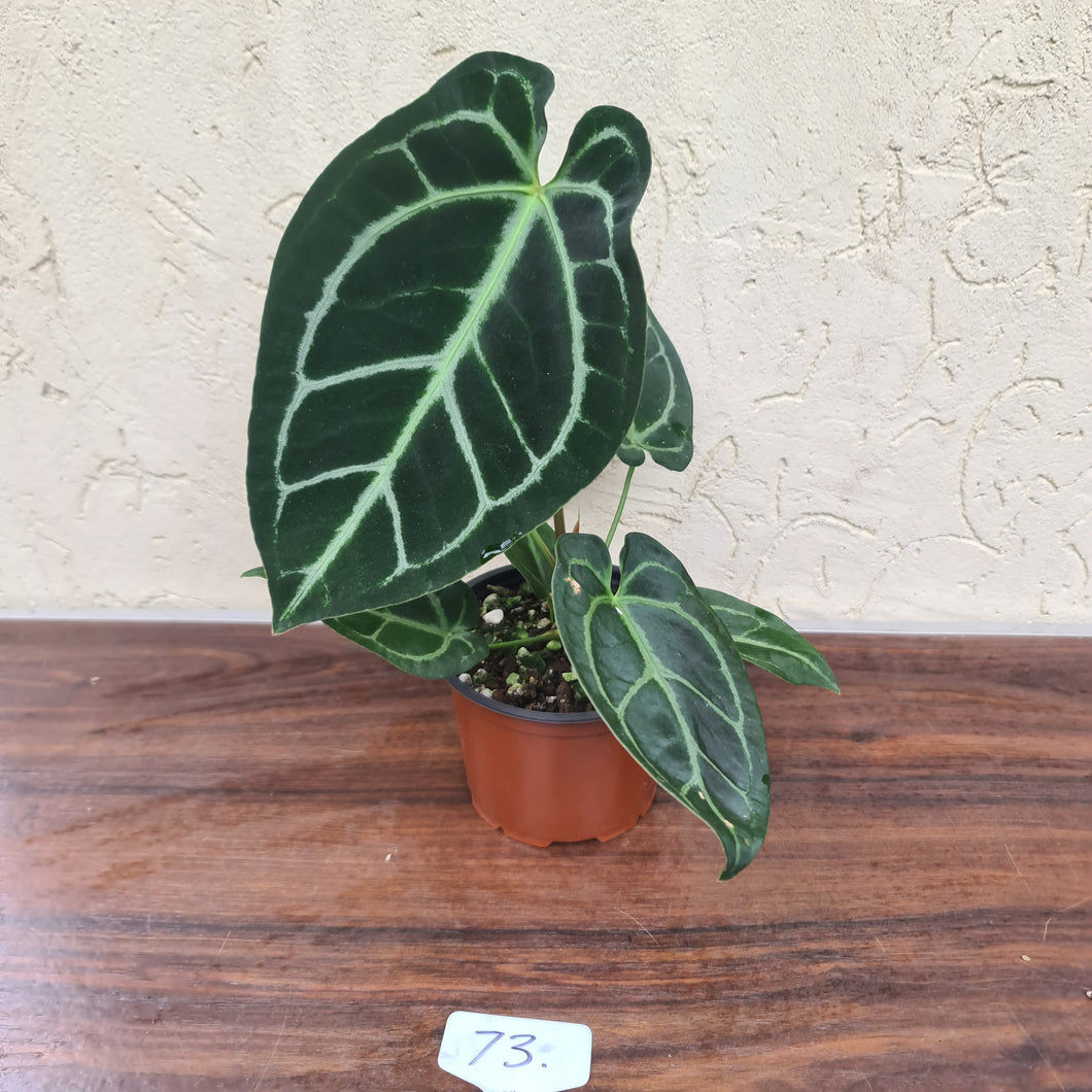 #73 Anthurium Crystallinum x Forgetii