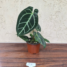 Load image into Gallery viewer, #73 Anthurium Crystallinum x Forgetii