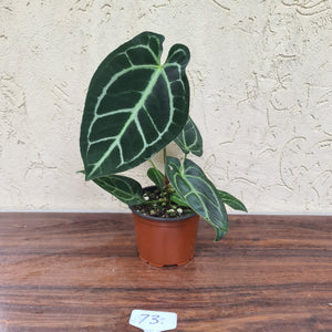 #73 Anthurium Crystallinum x Forgetii