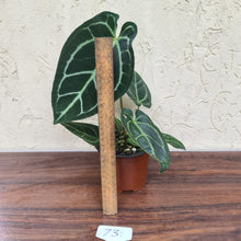 Load image into Gallery viewer, #73 Anthurium Crystallinum x Forgetii