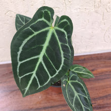 Load image into Gallery viewer, #73 Anthurium Crystallinum x Forgetii