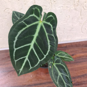 #73 Anthurium Crystallinum x Forgetii