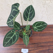 Load image into Gallery viewer, #73 Anthurium Crystallinum x Forgetii