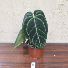 Load image into Gallery viewer, #4 Anthurium &#39;Black Sensation&#39; x Crystallinum