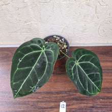 Load image into Gallery viewer, #12 Anthurium &#39;Black Sensation&#39; x Crystallinum