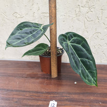 Load image into Gallery viewer, #12 Anthurium &#39;Black Sensation&#39; x Crystallinum