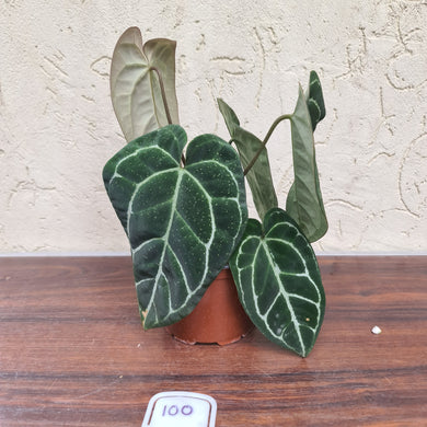 #100 Anthurium 'Black Sensation' x Crystallinum