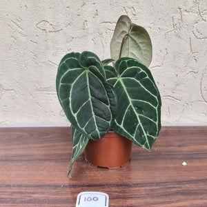 #100 Anthurium 'Black Sensation' x Crystallinum