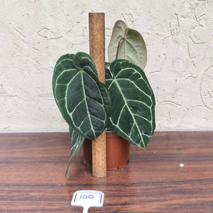 #100 Anthurium 'Black Sensation' x Crystallinum