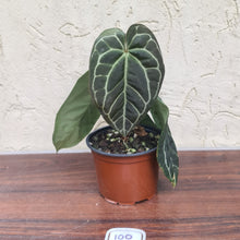 Load image into Gallery viewer, #100 Anthurium &#39;Black Sensation&#39; x Crystallinum