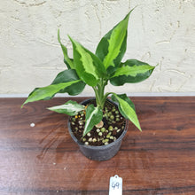 Load image into Gallery viewer, #49 Aglaonema Modestum Medio Pictum / Shingii