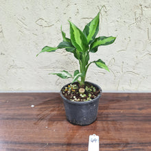 Load image into Gallery viewer, #49 Aglaonema Modestum Medio Pictum / Shingii