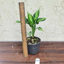 Load image into Gallery viewer, #49 Aglaonema Modestum Medio Pictum / Shingii