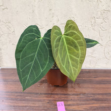 Load image into Gallery viewer, #23 Anthurium &#39;Dark Night&#39;