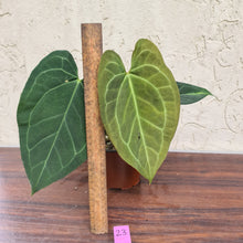 Load image into Gallery viewer, #23 Anthurium &#39;Dark Night&#39;