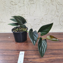 Load image into Gallery viewer, #25 Syngonium Erythrophyllum