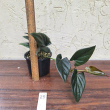 Load image into Gallery viewer, #25 Syngonium Erythrophyllum