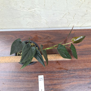 #25 Syngonium Erythrophyllum