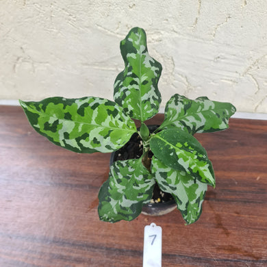 #7 Aglaonema Pictum Tricolor - Flowering Maturity