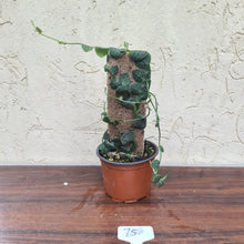 Load image into Gallery viewer, #75 Rhaphidophora Cryptantha