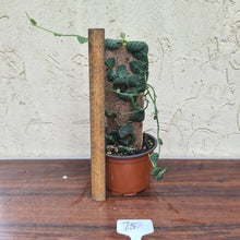 Load image into Gallery viewer, #75 Rhaphidophora Cryptantha