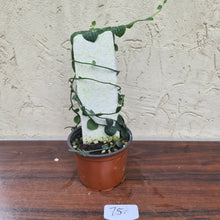 Load image into Gallery viewer, #75 Rhaphidophora Cryptantha