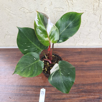 #71 Philodendron White Knight