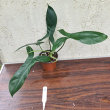 Load image into Gallery viewer, #41 Philodendron 69686 - &#39;Big Ears&#39;