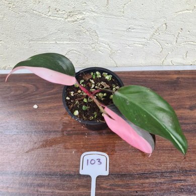 #103 Philodendron Pink Princess