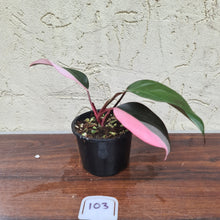 Load image into Gallery viewer, #103 Philodendron Pink Princess
