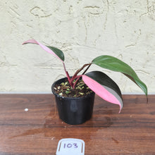 Load image into Gallery viewer, #103 Philodendron Pink Princess
