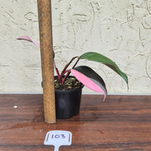 Load image into Gallery viewer, #103 Philodendron Pink Princess