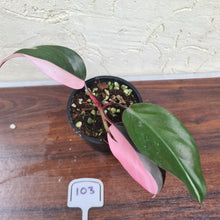 Load image into Gallery viewer, #103 Philodendron Pink Princess