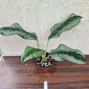 #17 Aglaonema Unknown