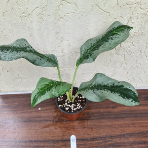 #17 Aglaonema Unknown