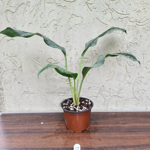 #17 Aglaonema Unknown