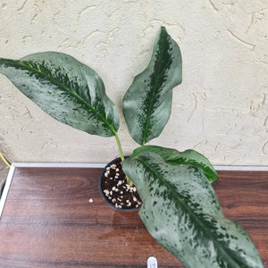 #17 Aglaonema Unknown