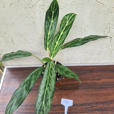 #70 Aglaonema Unknown