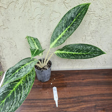 Load image into Gallery viewer, #32 Aglaonema Unknown