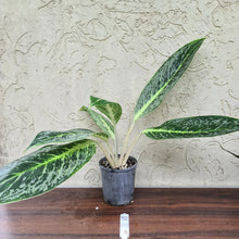 Load image into Gallery viewer, #32 Aglaonema Unknown