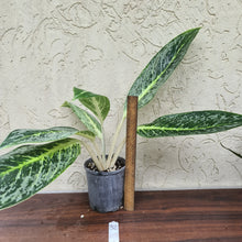 Load image into Gallery viewer, #32 Aglaonema Unknown