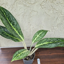 Load image into Gallery viewer, #32 Aglaonema Unknown