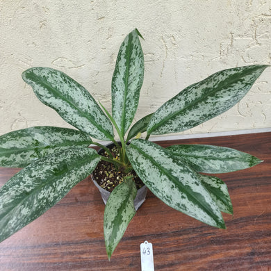 #43 Aglaonema Unknown