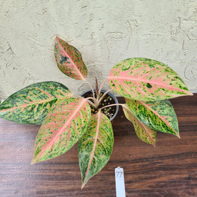 #77 Aglaonema Golden Rainbow