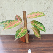 Load image into Gallery viewer, #77 Aglaonema Golden Rainbow