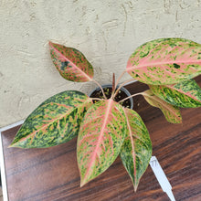 Load image into Gallery viewer, #77 Aglaonema Golden Rainbow
