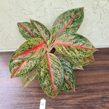 Load image into Gallery viewer, #46 Aglaonema &#39;Ron&#39;s Special&#39;
