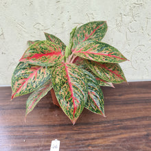 Load image into Gallery viewer, #46 Aglaonema &#39;Ron&#39;s Special&#39;