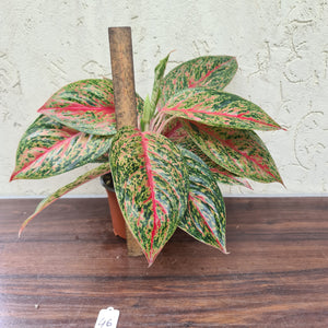 #46 Aglaonema 'Ron's Special'